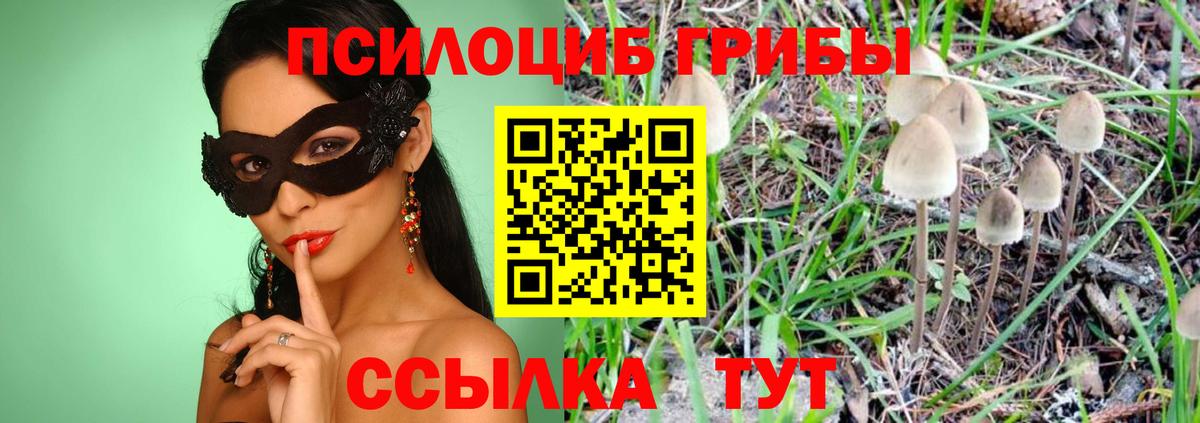 Галлюциногенные грибы Psilocybe  Вход с VPN  Будённовск 